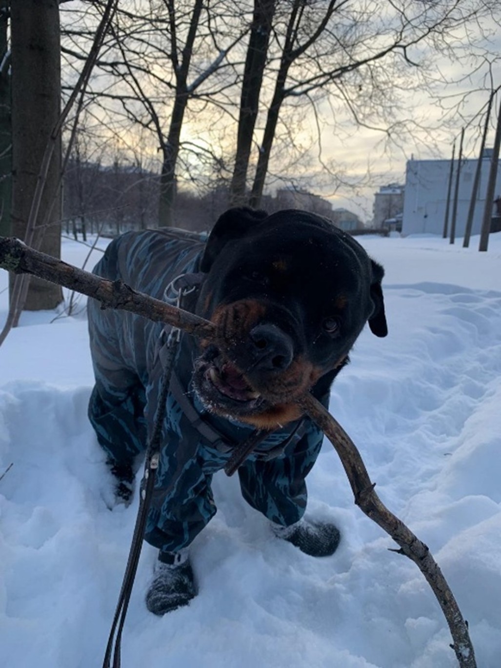 dog2