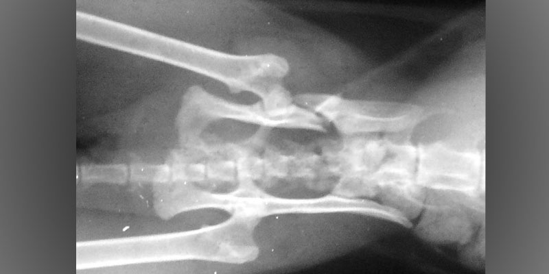 Рациональный подход к лечению при переломах костей таза у собак и кошек