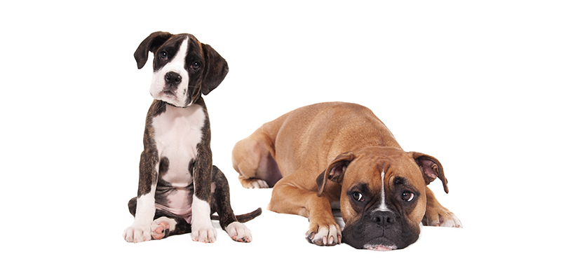 Предрасположенность к хирургическим патологиям у различных пород собак